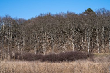 Arka planda mavi gökyüzü ve orman ile uzun kuru sazlıklar