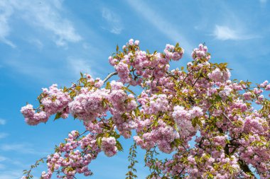 Arka planda açık mavi gökyüzü olan bir Japon kiraz ağacı.