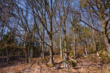Arka planda mavi gökyüzü olan güzel ağaçlar.