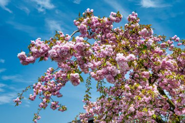 Arka planda açık mavi gökyüzü olan bir Japon kiraz ağacı.