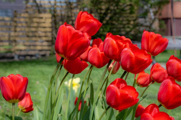 Red tulip flowers in a garden. Blurry bushes and blue sky in the background — Stock Photo, Image