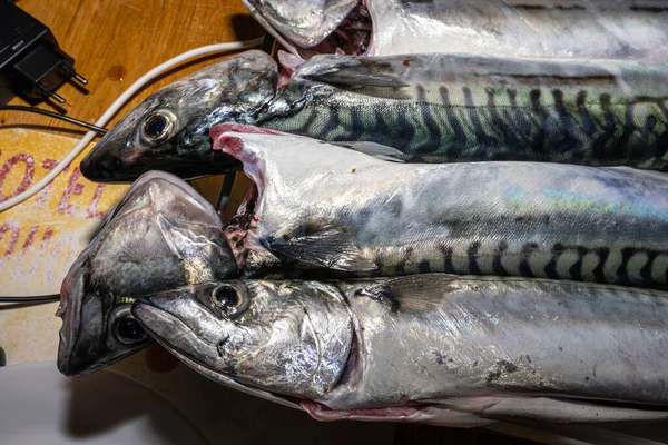 Ein neuer Fang von Makrelen bereit zum Kochen — Stockfoto