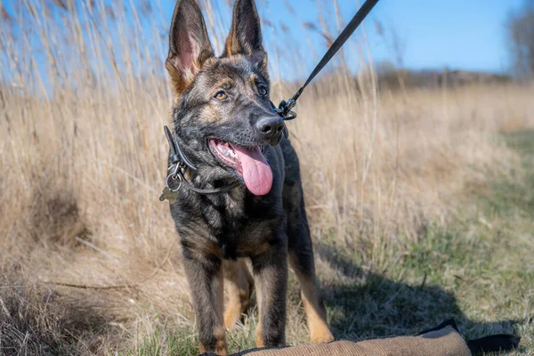 A dog portrait of a happy four months old German Shepherd puppy in high, dry grass — Stock Photo, Image