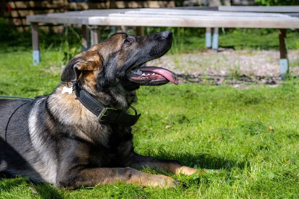 A dog portrait of a happy six months old German Shepherd puppy laying down in green grass