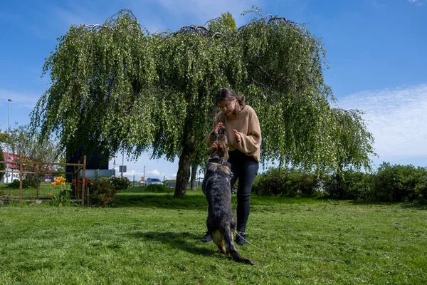 Une adolescente joue avec un heureux chiot berger allemand de six mois. Herbe verte et un ciel bleu en arrière-plan — Photo