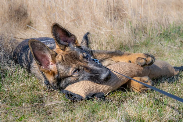 Un retrato de perro de un cachorro pastor alemán feliz de cuatro meses acostado jugando con un juguete tirón —  Fotos de Stock