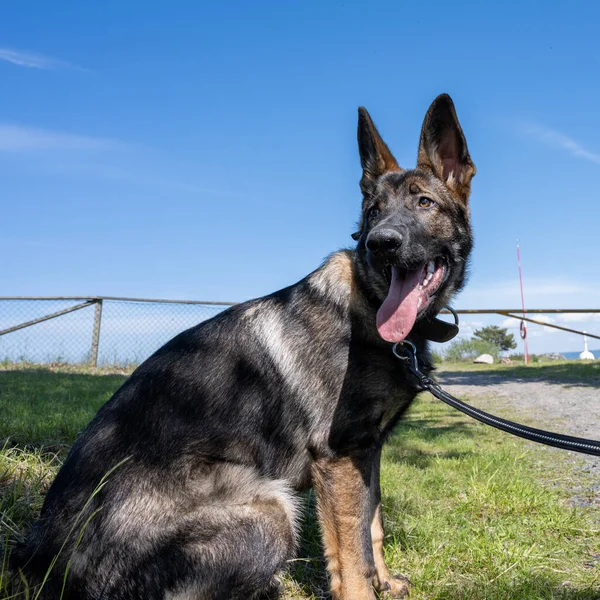 Um retrato de cão de um feliz cachorro pastor alemão de seis meses na grama verde. Céu azul no fundo — Fotografia de Stock