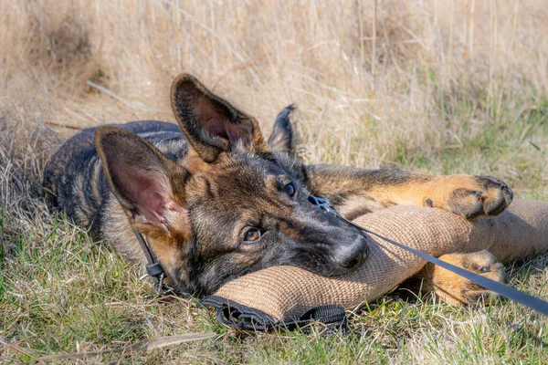 A dog portrait of a happy four months old German Shepherd puppy laying down playing with a tug toy — Stock Photo, Image