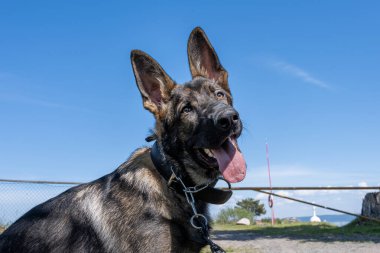 Altı aylık mutlu bir Alman çoban köpeğinin köpek portresi. Arka planda mavi gökyüzü