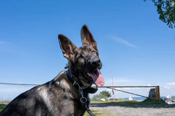 Un portrait de chien d'un heureux chiot berger allemand de six mois. Ciel bleu en arrière-plan — Photo