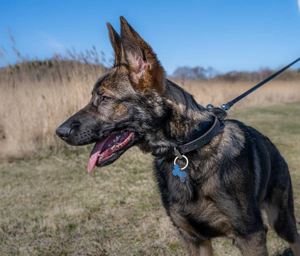 A happy four months old German Shepherd puppy looking at the camera — Stock Photo, Image