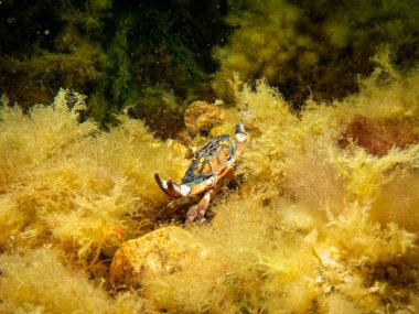 Sarı yosunlu turuncu bir yengeç. Öresund 'da scuba dalışı, İsveç ile Danimarka arasındaki su