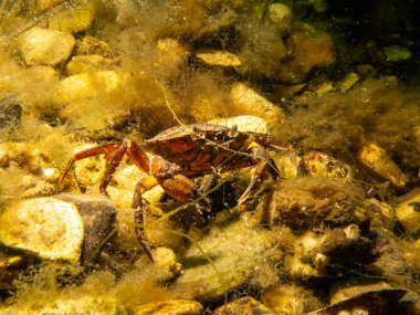 Okyanus tabanında turuncu bir yengeç. Öresund 'da scuba dalışı, İsveç ile Danimarka arasındaki su