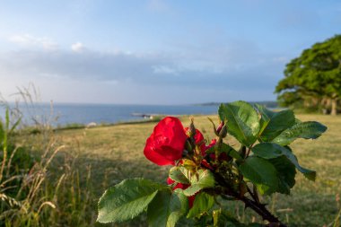 Günbatımında kırmızı bir gül Baltık Denizi 'nin arka planında
