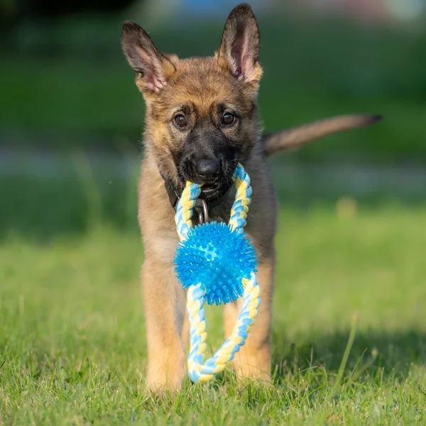 緑の芝生でおもちゃで遊んでいる8週間前のドイツの羊飼いの子犬。作業系統の品種 — ストック写真