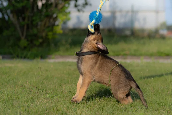 Un cachorro pastor alemán de ocho semanas jugando con un juguete en hierba verde. Raza de línea de trabajo —  Fotos de Stock