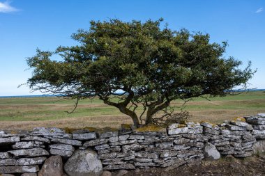 Bozkırda bir ağaç