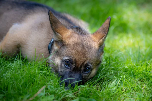 Dog portrait of an eight weeks old German Shepherd puppy laying down in green grass. Sable colered, working line breed