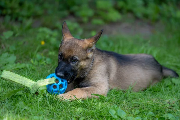 Retrato de perro de un cachorro pastor alemán de ocho semanas jugando con un juguete en hierba verde. Sable colered, línea de trabajo de la raza —  Fotos de Stock