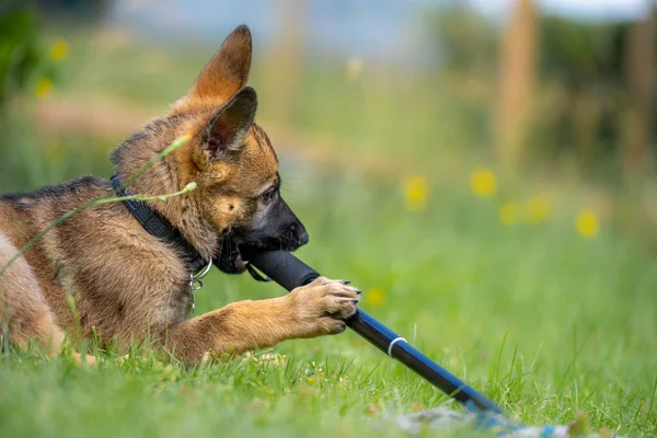 Dog portrait of a nine weeks old German Shepherd puppy playing in green grass. Sable colered, working line breed — Stock Photo, Image
