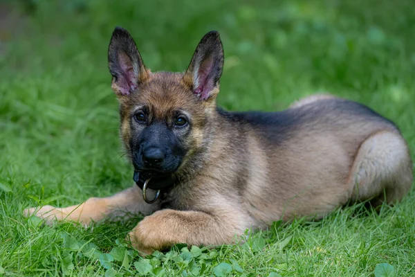 緑の芝生に寝そべっている8週間前のドイツの羊飼いの子犬の犬の肖像画。安定した冷間加工ライン品種 — ストック写真