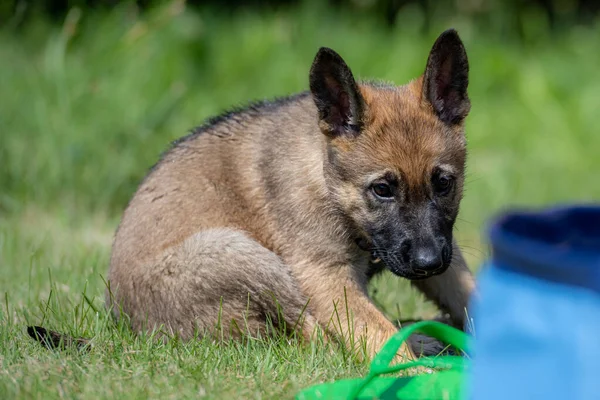 Dog portrait of an eight weeks old German Shepherd puppy in green grass. Sable colered, working line breed