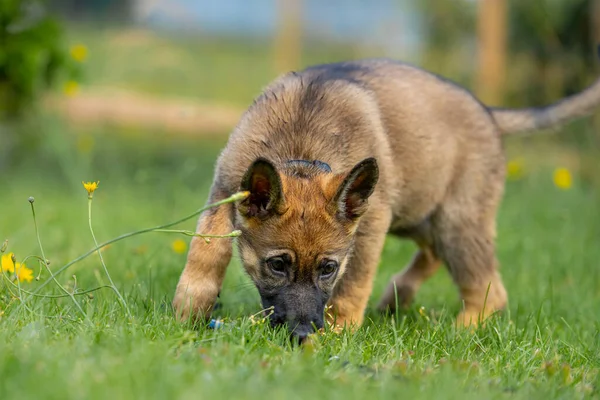 Retrato de cão de um cachorro pastor alemão de nove semanas jogando na grama verde. Sable colered, raça linha de trabalho — Fotografia de Stock