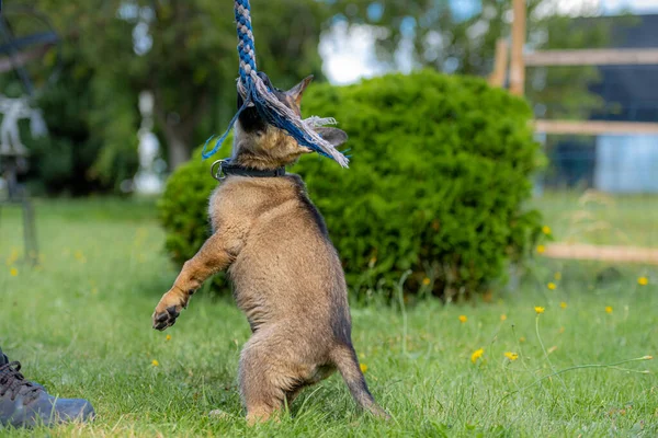 Retrato de perro de un cachorro pastor alemán de nueve semanas saltando sobre hierba verde. Raza de línea de trabajo — Foto de Stock
