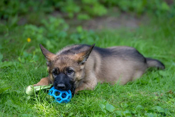 Sekiz haftalık Alman çoban köpeğinin portresi yeşil çimenlerde bir oyuncakla oynuyor. Samur renkli, çalışan bir cins.