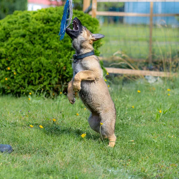 Dog portrait of a nine weeks old German Shepherd puppy jumping in green grass. Working line breed Stock Picture
