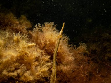  Deniz yosunu ve taşların arasında, Nerophis ophidion adında düz burunlu bir boru balığının yakın plan fotoğrafı.