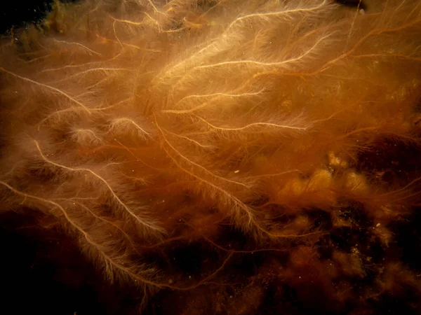 A close-up picture of orange seaweed — Stock Photo, Image