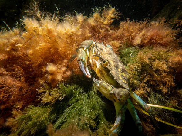 A crab among seaweed and stones — Stock Photo, Image