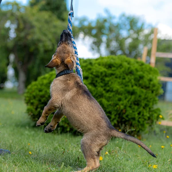 Retrato de perro de un cachorro pastor alemán de nueve semanas saltando sobre hierba verde. Raza de línea de trabajo — Foto de Stock