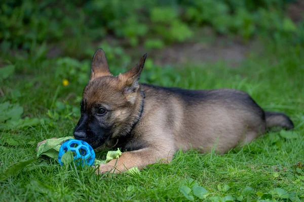 Sekiz haftalık Alman çoban köpeğinin portresi yeşil çimenlerde bir oyuncakla oynuyor. Samur renkli, çalışan bir cins.