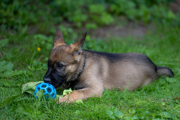 Dog portrait of an eight weeks old German Shepherd puppy playing with a toy in green grass. Sable colered, working line breed