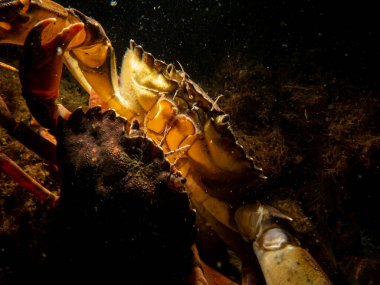 Yosun ve taşların arasında bir yengeç