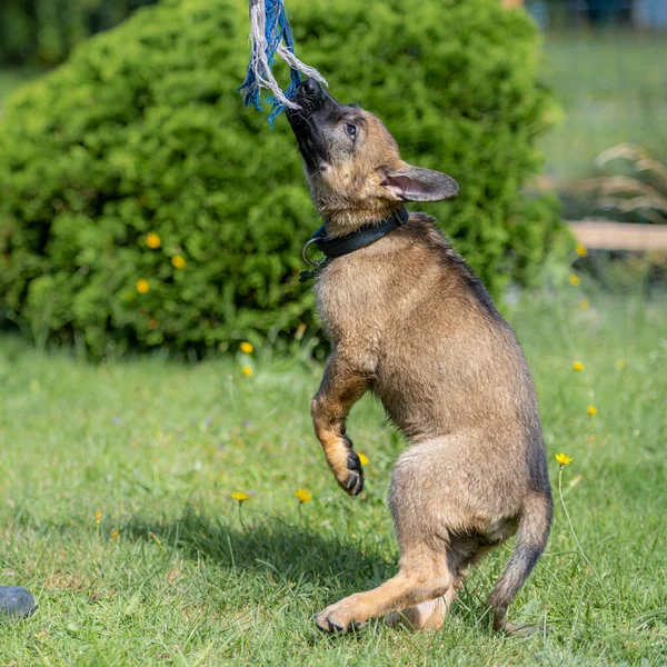 Retrato de perro de un cachorro pastor alemán de nueve semanas saltando sobre hierba verde. Raza de línea de trabajo —  Fotos de Stock