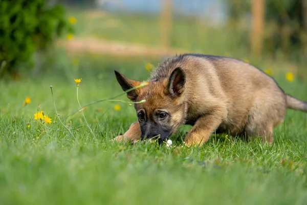 Retrato de perro de un cachorro pastor alemán de nueve semanas jugando en hierba verde. Sable colered, línea de trabajo de la raza —  Fotos de Stock