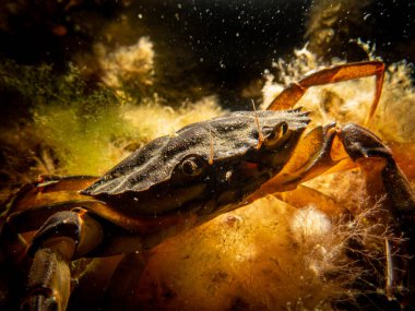 Deniz yosunları arasında bir yengecin yakın plan fotoğrafı.