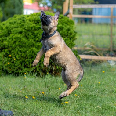 Dokuz haftalık Alman çoban köpeğinin yeşil çimlerde zıplayan portresi. Çalışan cins