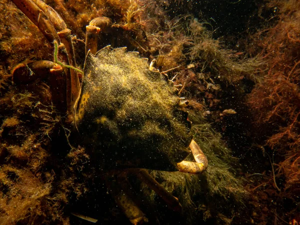 Een close-up foto van een krab tussen zeewier — Stockfoto