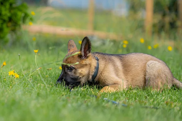 Ritratto di cane di un cucciolo di pastore tedesco di nove settimane che gioca nell'erba verde. Zibellino colorato, linea di lavoro razza — Foto Stock