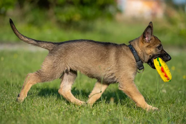 An eight weeks old German Shepherd puppy playing with a toy in green grass. Working line breed