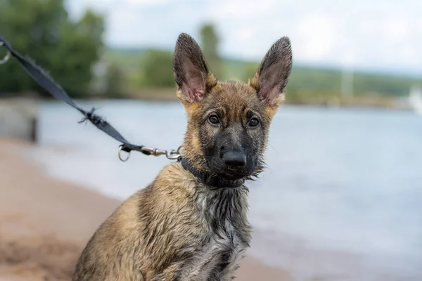 Hundporträtt av en elva veckor gammal schäfer valp. Våt päls efter lek i vattnet — Stockfoto