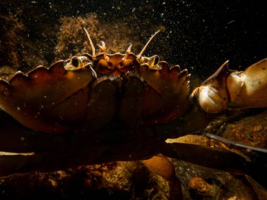 Yosun ve taşların arasında bir yengeç