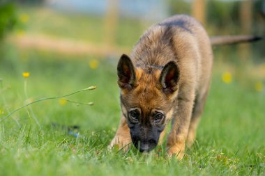 Dokuz haftalık bir Alman çoban köpeği yeşil çimlerde oynuyor. Samur renkli, çalışma hattı 