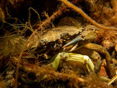 Deniz yosunları arasında bir yengecin yakın plan fotoğrafı.