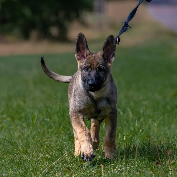 Dog portrait of an eleven weeks old German Shepherd puppy. Green grass background — Stock Photo, Image