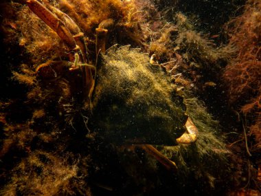 Deniz yosunları arasında bir yengecin yakın plan fotoğrafı.